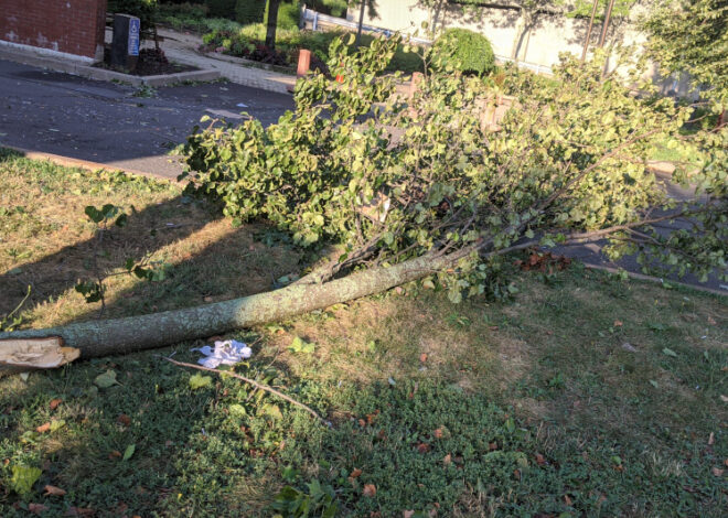 “Branches of Unity” Tree Felled