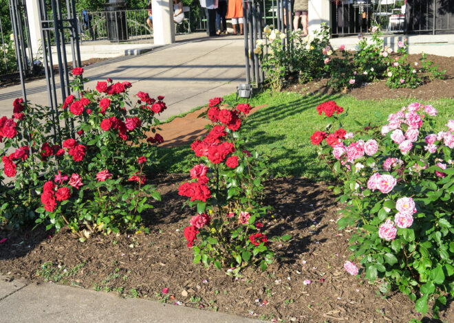 Parks and Recreation Cancels 2023 New Britain Rose Garden Festival, Citing Inclement Weather