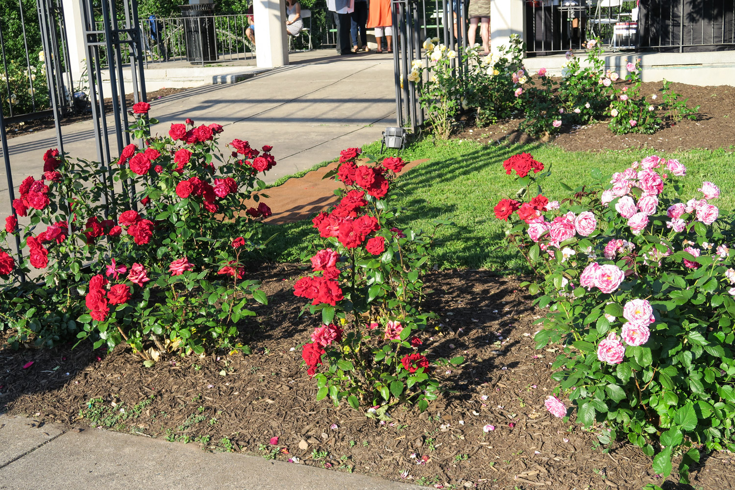 Parks and Recreation Cancels 2023 New Britain Rose Garden Festival, Citing Inclement Weather