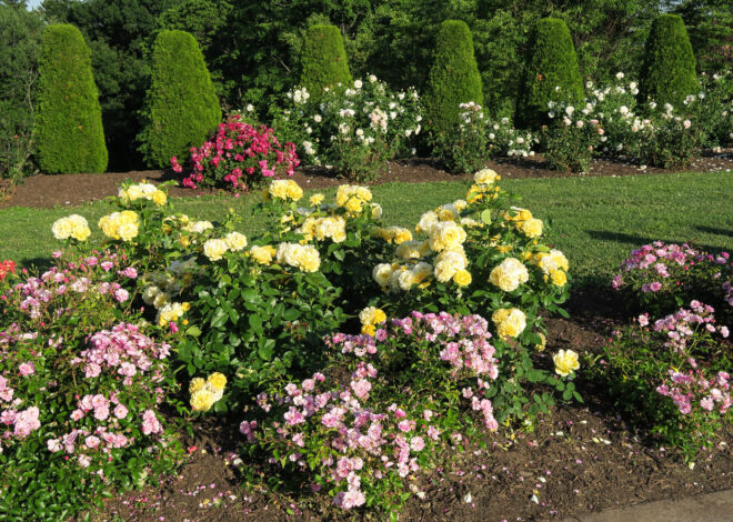 2021 Walnut Hill Rose Garden Festival Planned