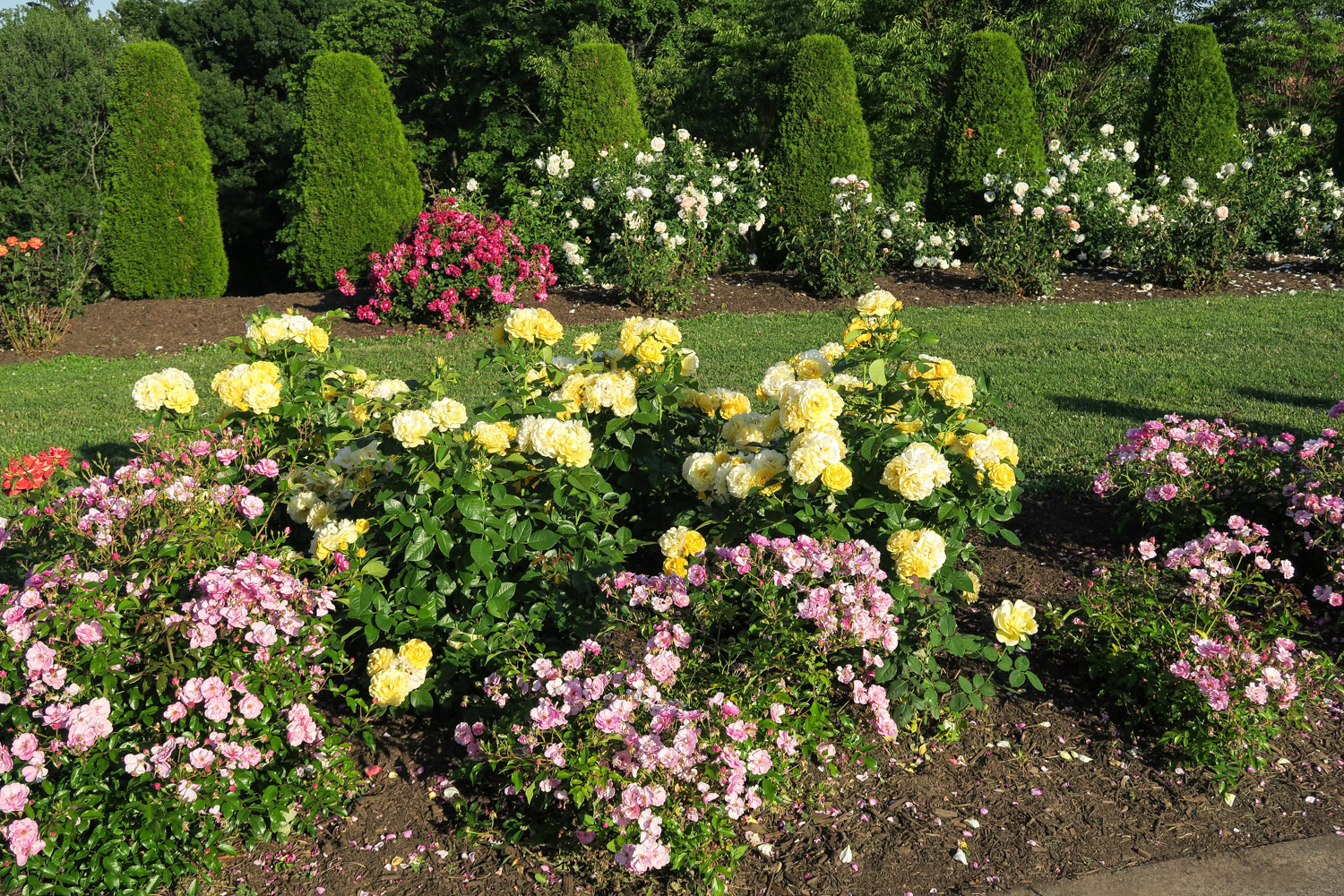 2021 Walnut Hill Rose Garden Festival Planned